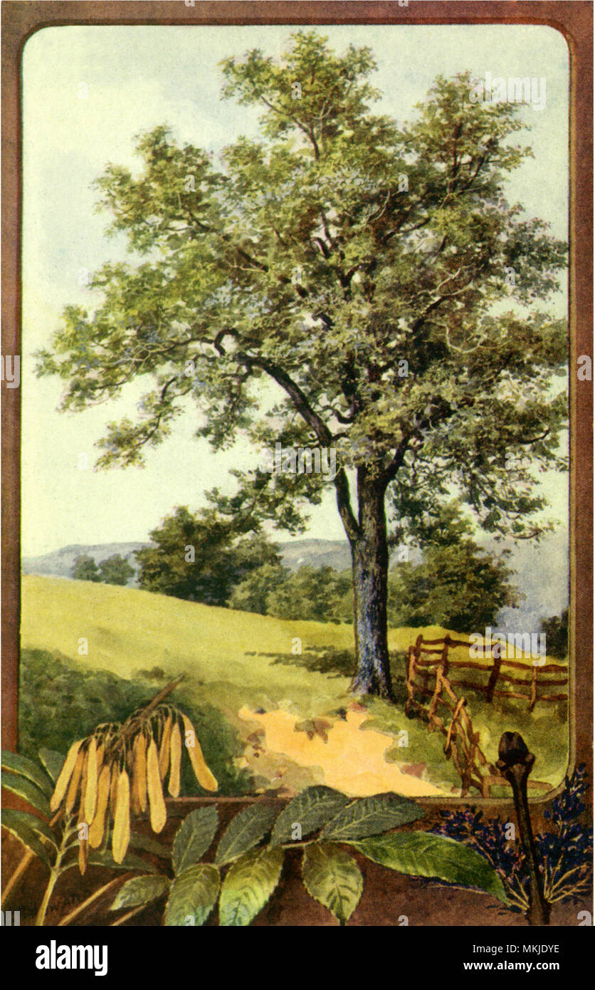 Tall ash trees hi-res stock photography and images - Alamy
