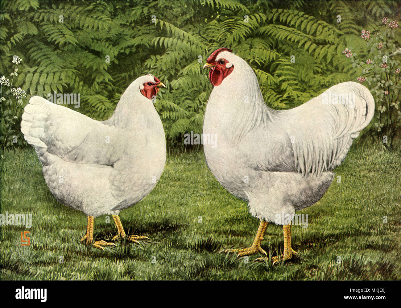 White Hen and Rooster Stock Photo