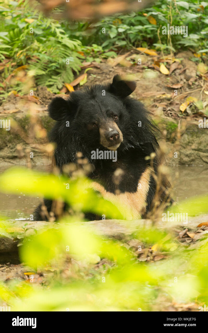 Moon white-chested Asian black bear Asia endangered rare animal iconic Bile trade China Stock Photo