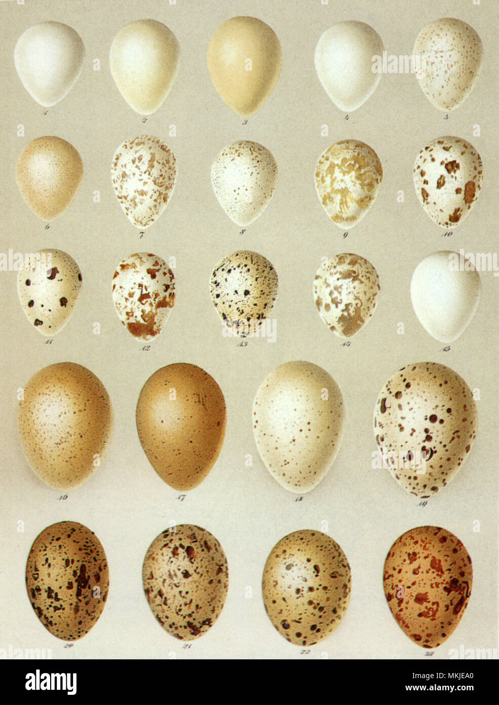 Replica Redtailed Hawk Egg (59mm) ubicaciondepersonas.cdmx.gob.mx