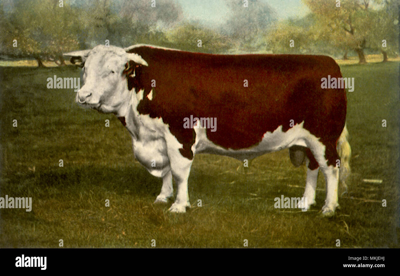 Champion Hereford Bull Stock Photo Alamy