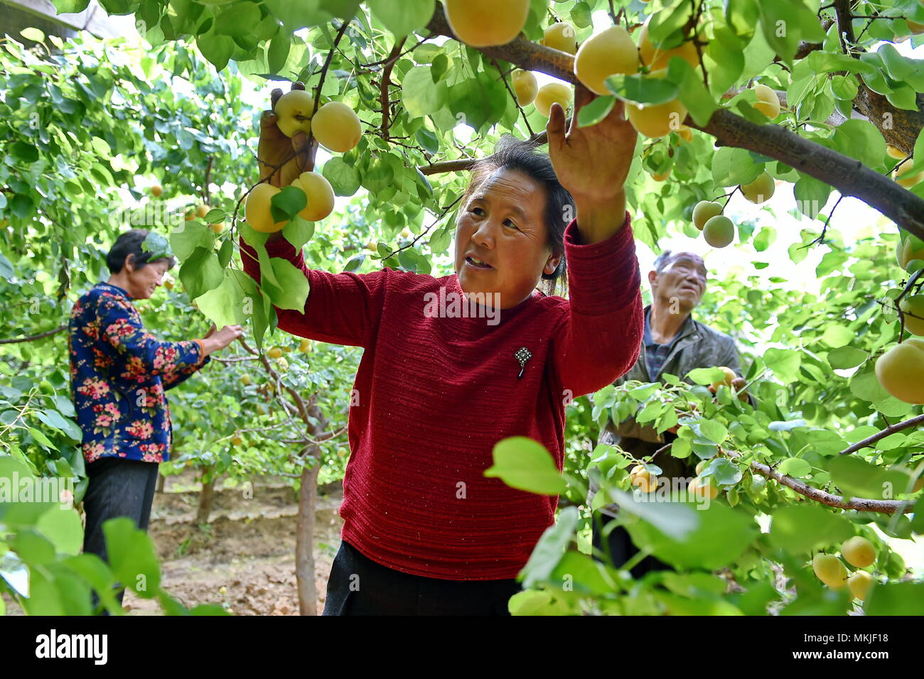 Wanrong li hi-res stock photography and images - Alamy