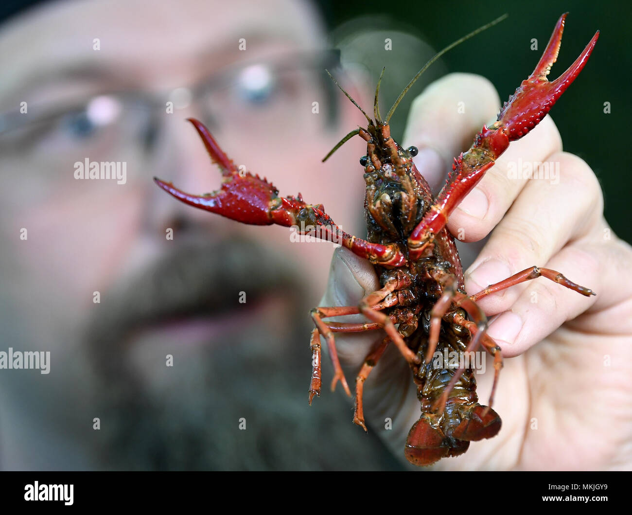 08 May 2018, Germany, Berlin: Nature and landscape guide, Malte Frerichs, showing an American crayfish in the Tiergarten. In order to minimize the amount of crayfish in the waters of the Tiergarten and in the Britzer Garten, a fishing company received the permission to catch the animals. Photo: Britta Pedersen/dpa-Zentralbild/dpa Stock Photo