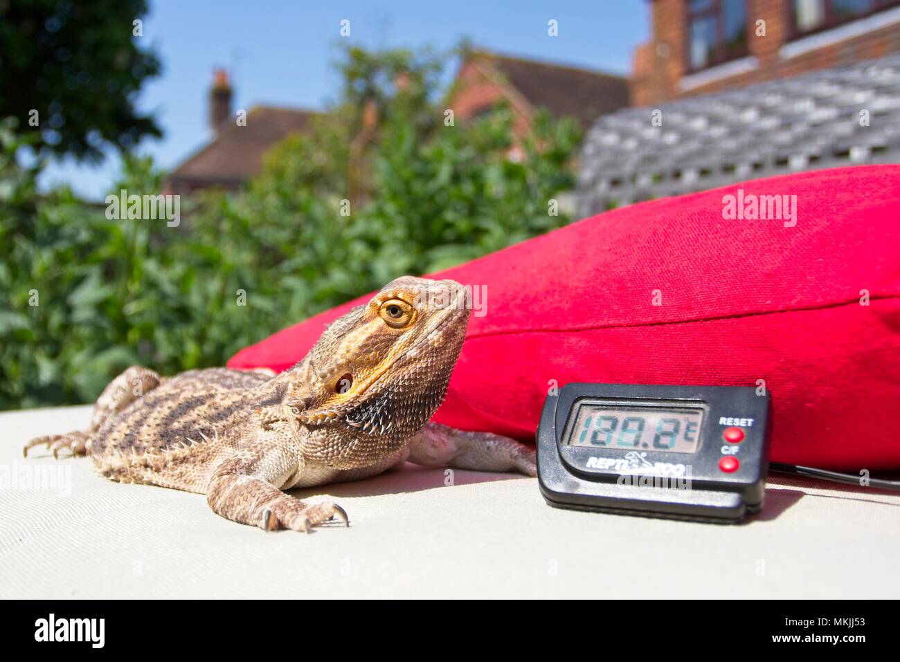 https://c8.alamy.com/comp/MKJJ53/8th-may-2018-uk-weather-after-a-continuation-of-yesterdays-good-weather-fenster-the-bearded-dragon-enjoys-basking-during-this-sunny-spell-next-to-a-thermometer-reading-in-the-high-20s-east-sussexuk-credit-ed-brownalamy-live-news-MKJJ53.jpg
