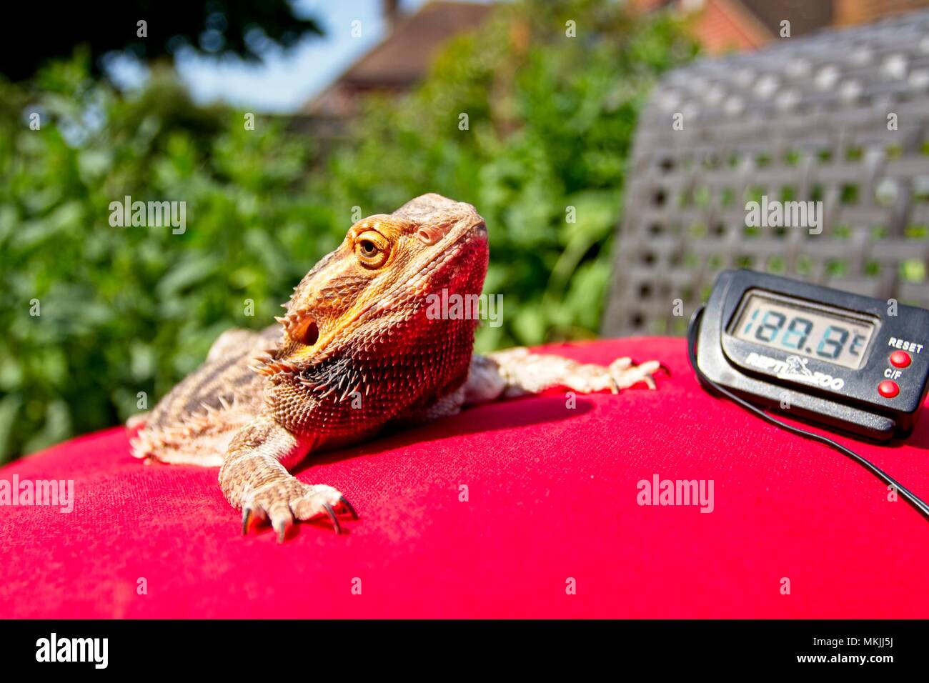 https://c8.alamy.com/comp/MKJJ5J/8th-may-2018-uk-weather-after-a-continuation-of-yesterdays-good-weather-fenster-the-bearded-dragon-enjoys-basking-during-this-sunny-spell-next-to-a-thermometer-reading-in-the-high-20s-east-sussexuk-credit-ed-brownalamy-live-news-MKJJ5J.jpg