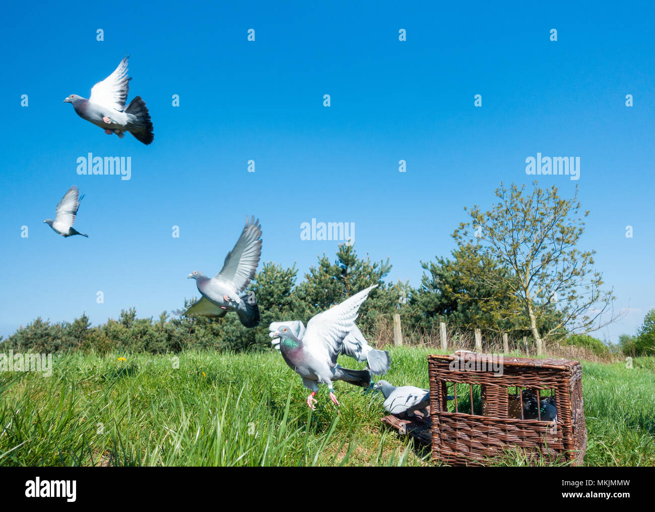 Racing pigeon basket hires stock photography and images Alamy