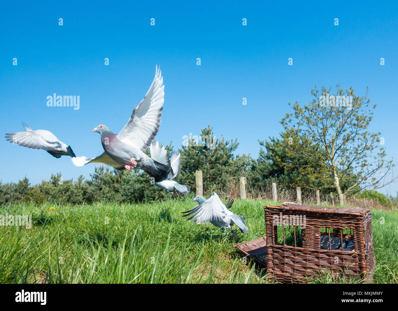 homing-pigeons-hi-res-stock-photography-and-images-alamy