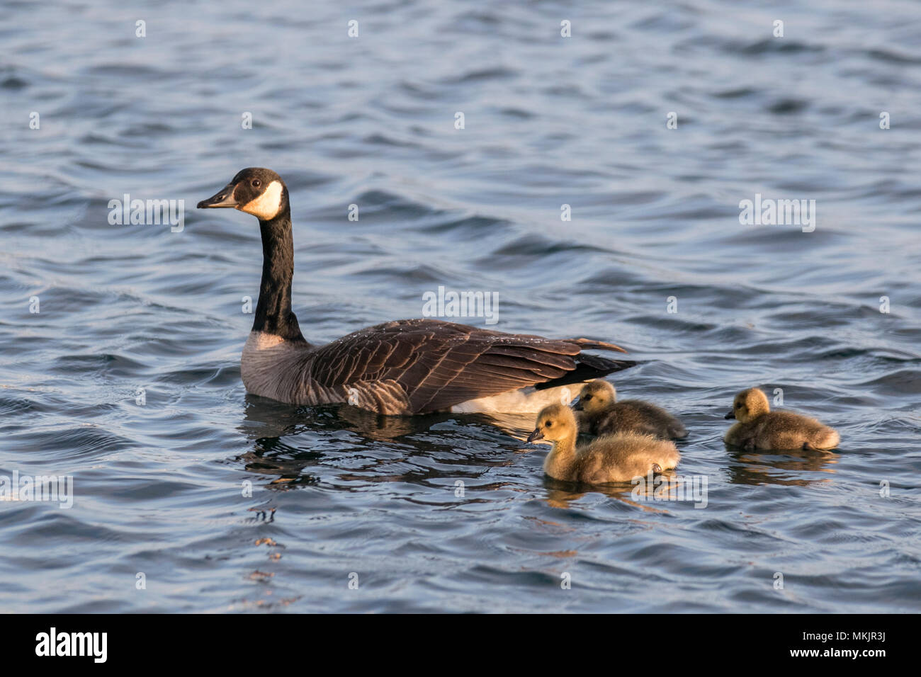 Canada goose 800 n michigan 2018 hotsell