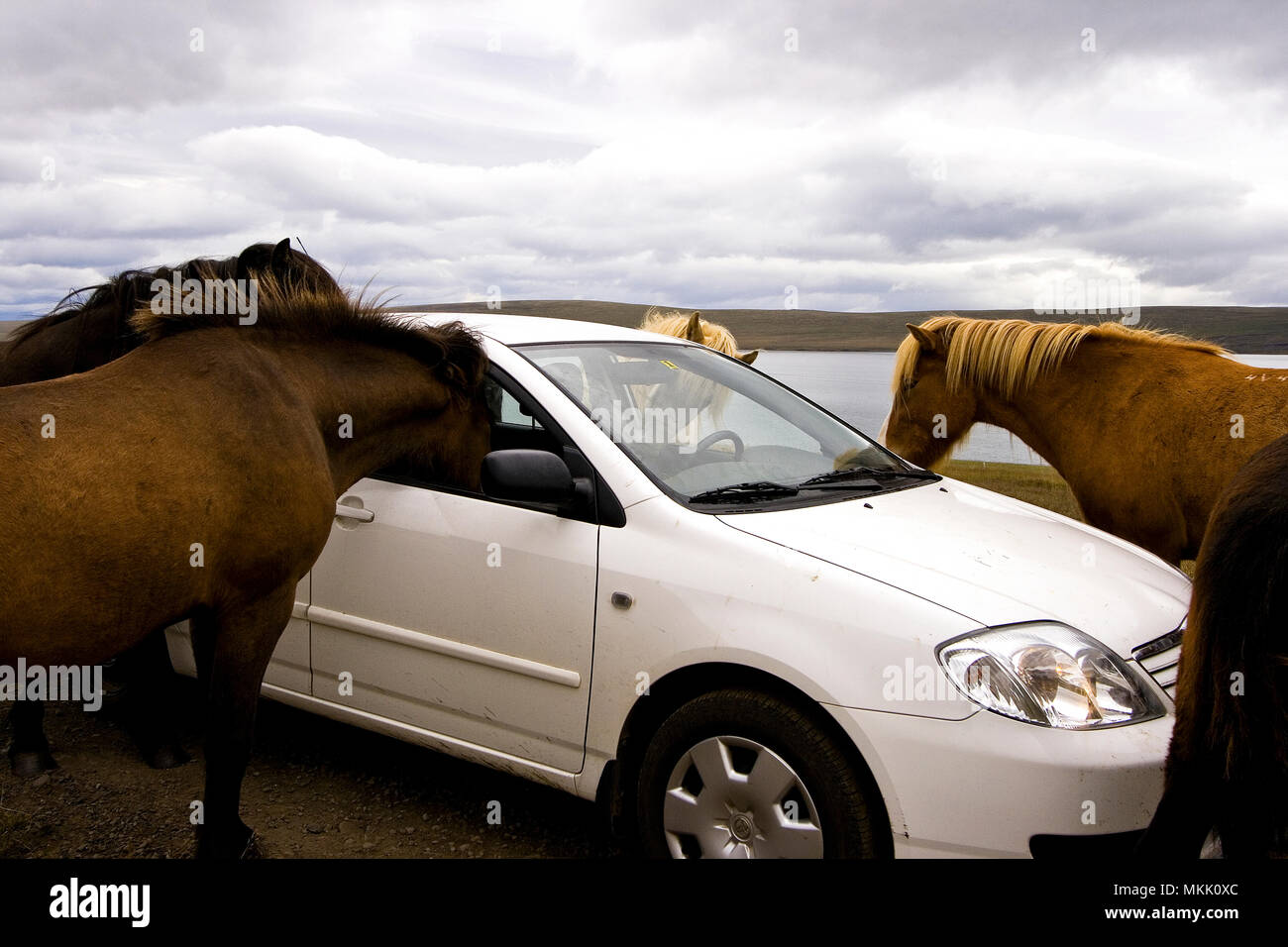 Horses attack car. Iceland Stock Photo