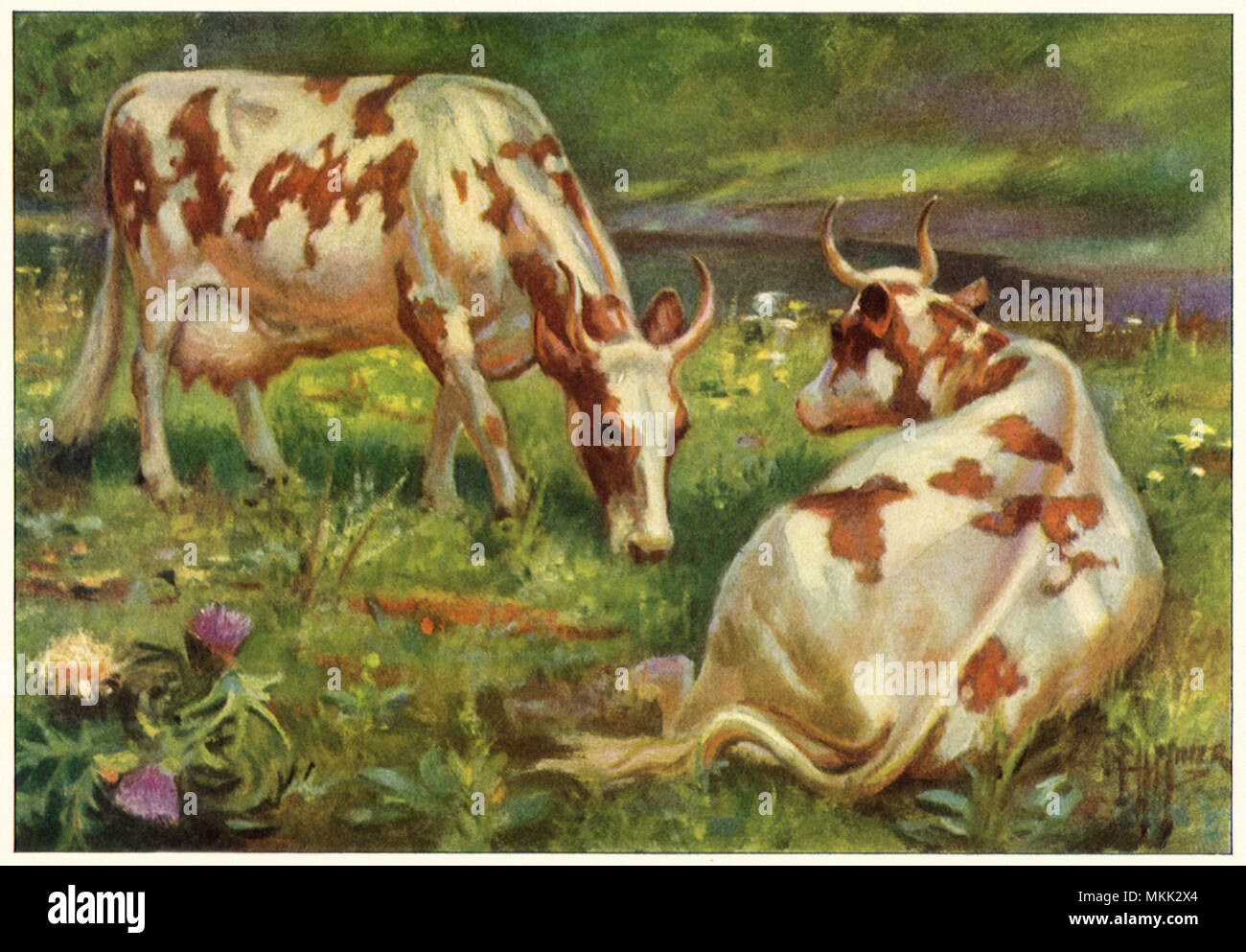 Ayrshire Cows Stock Photo