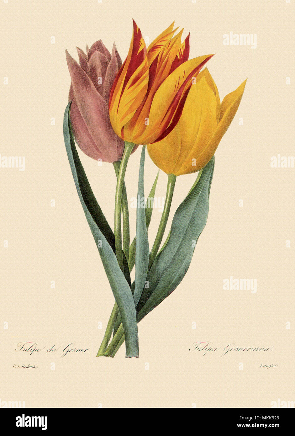 Tulipa gesneriana Stock Photo
