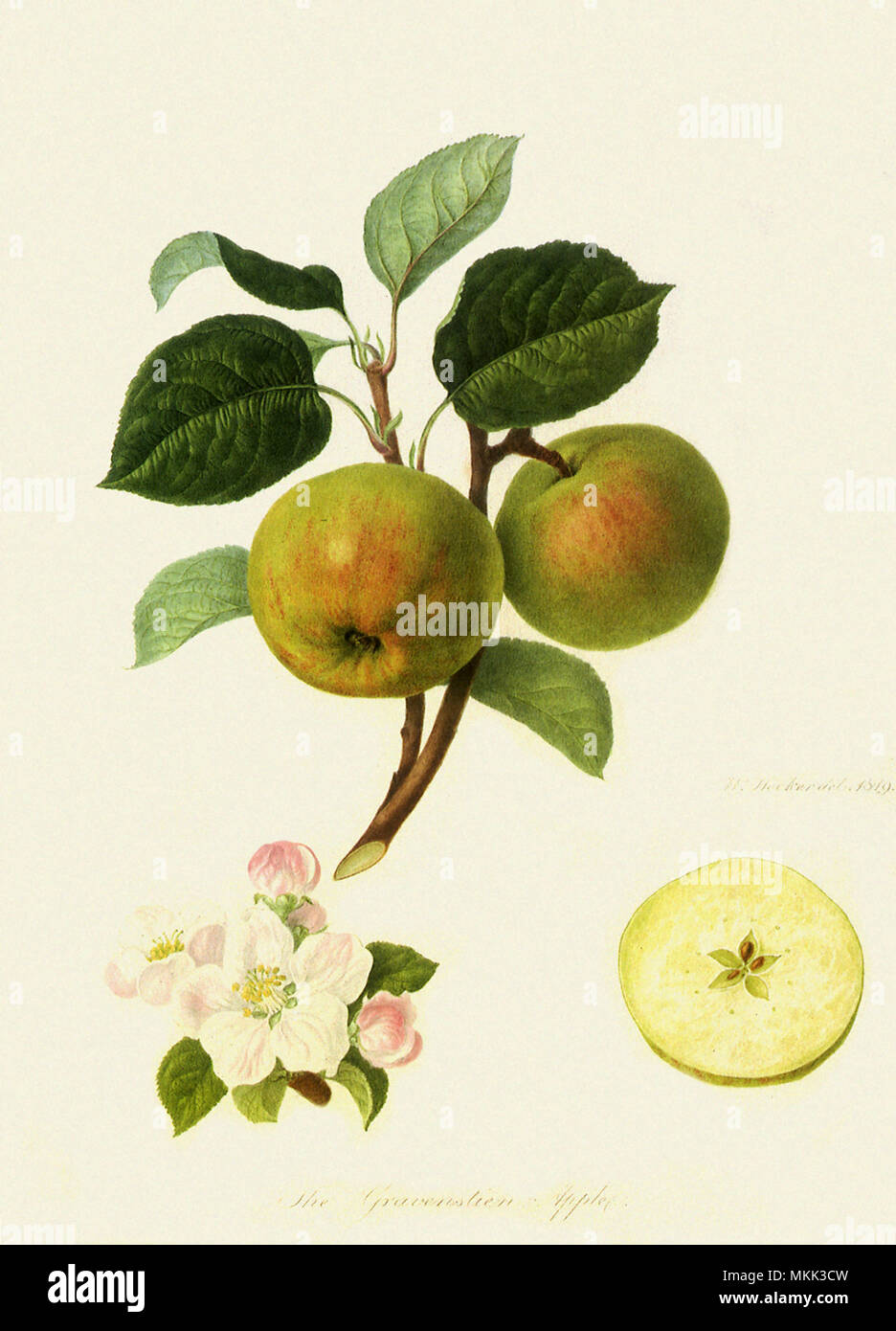 Gravenstein Apples Stock Photo