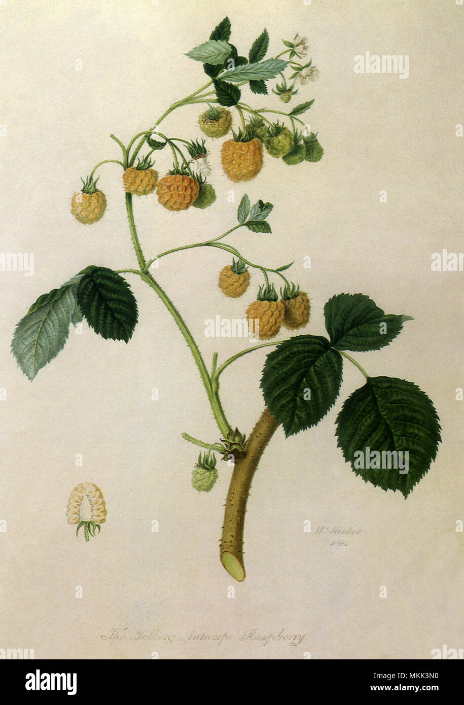 Yellow Antwerp Raspberries Stock Photo