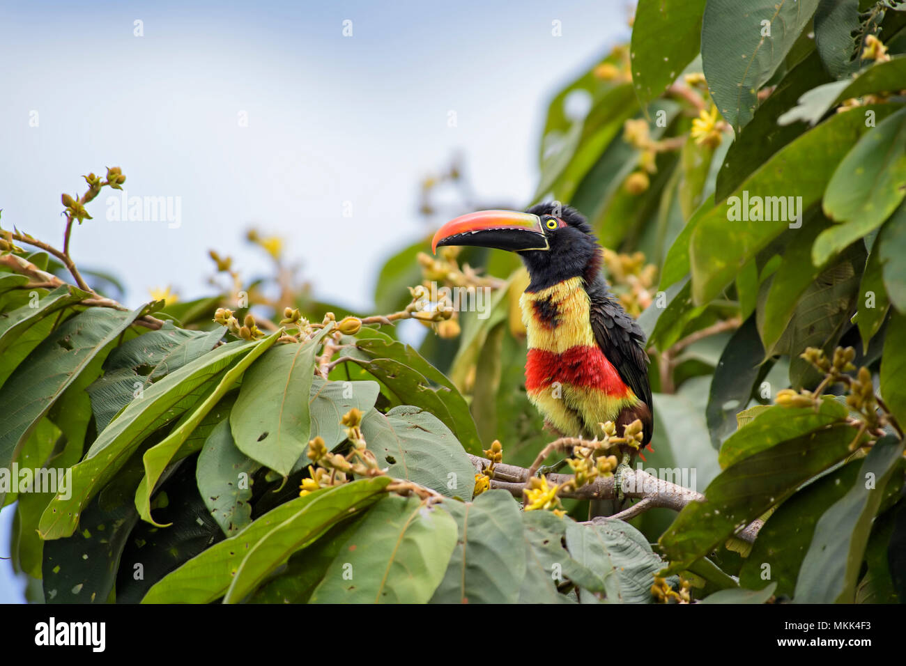 Fiery-billed Aracari - Pteroglossus frantzii, beautiful colorful toucan from Costa Rica forest. Stock Photo