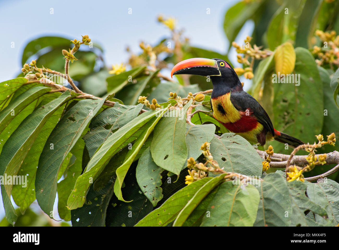 Fiery-billed Aracari - Pteroglossus frantzii, beautiful colorful toucan from Costa Rica forest. Stock Photo