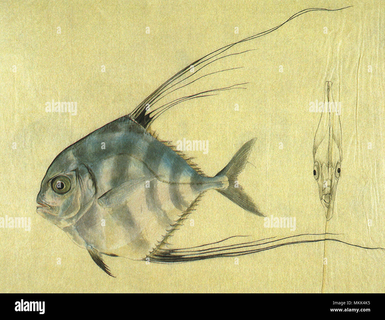 Thread-Finned Trevally Stock Photo