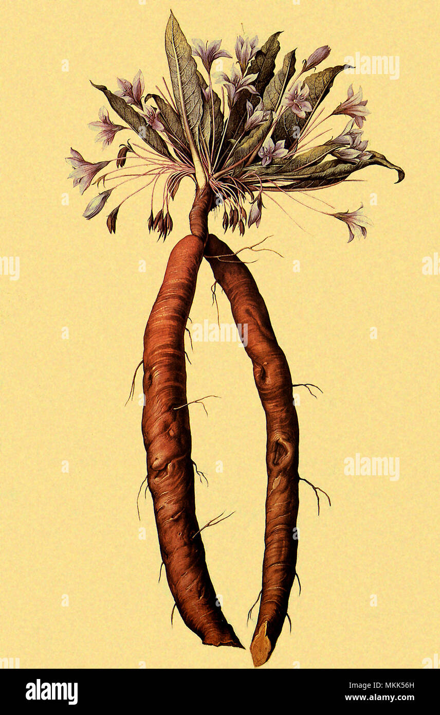Mandrake, Mandragora autumnalis Stock Photo