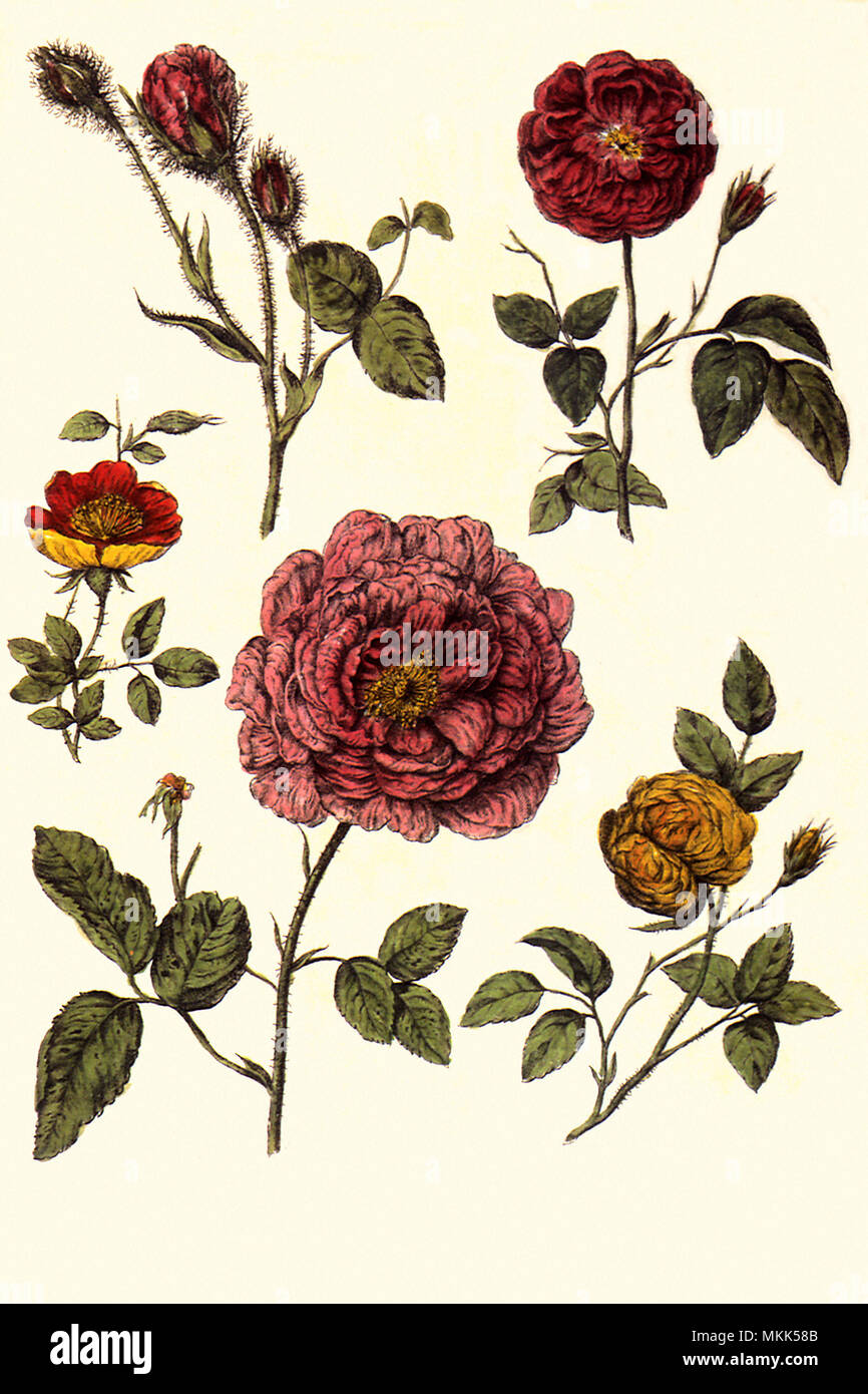 Botanical Roses Stock Photo