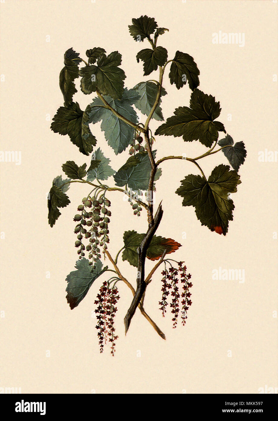 Ribes Magellanicum Stock Photo