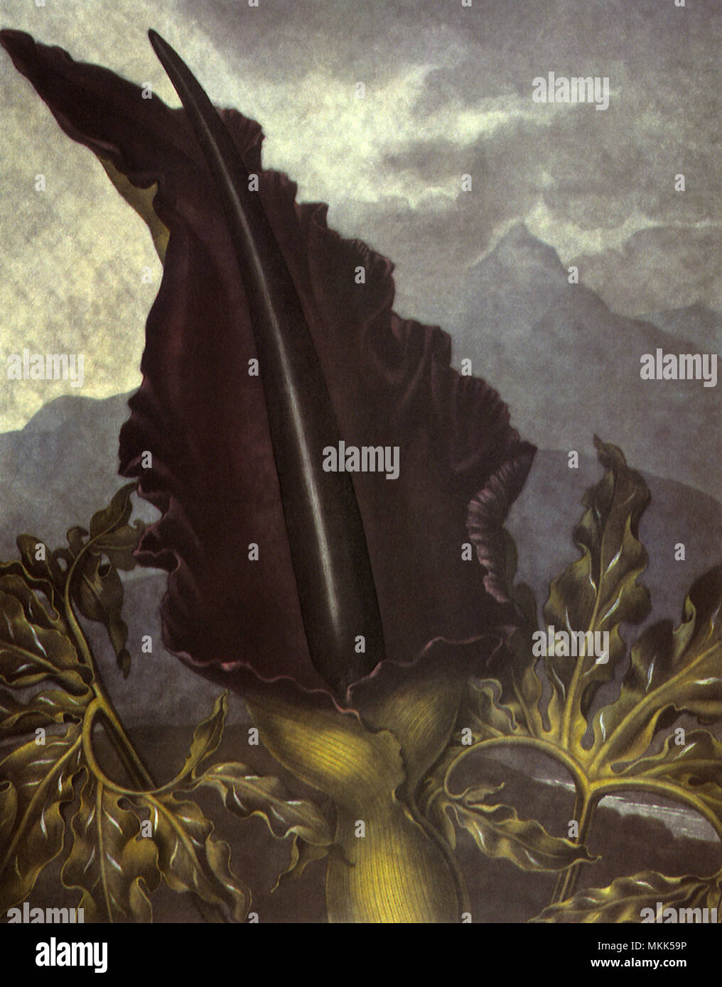 The Dragon Arum Stock Photo