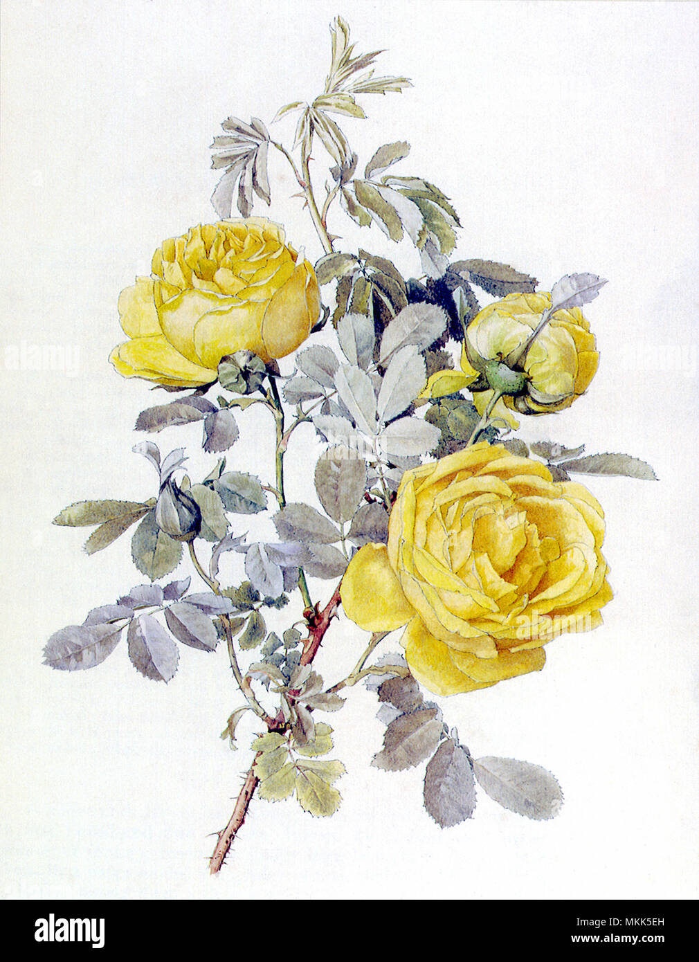 The Sulphur Rose Stock Photo - Alamy