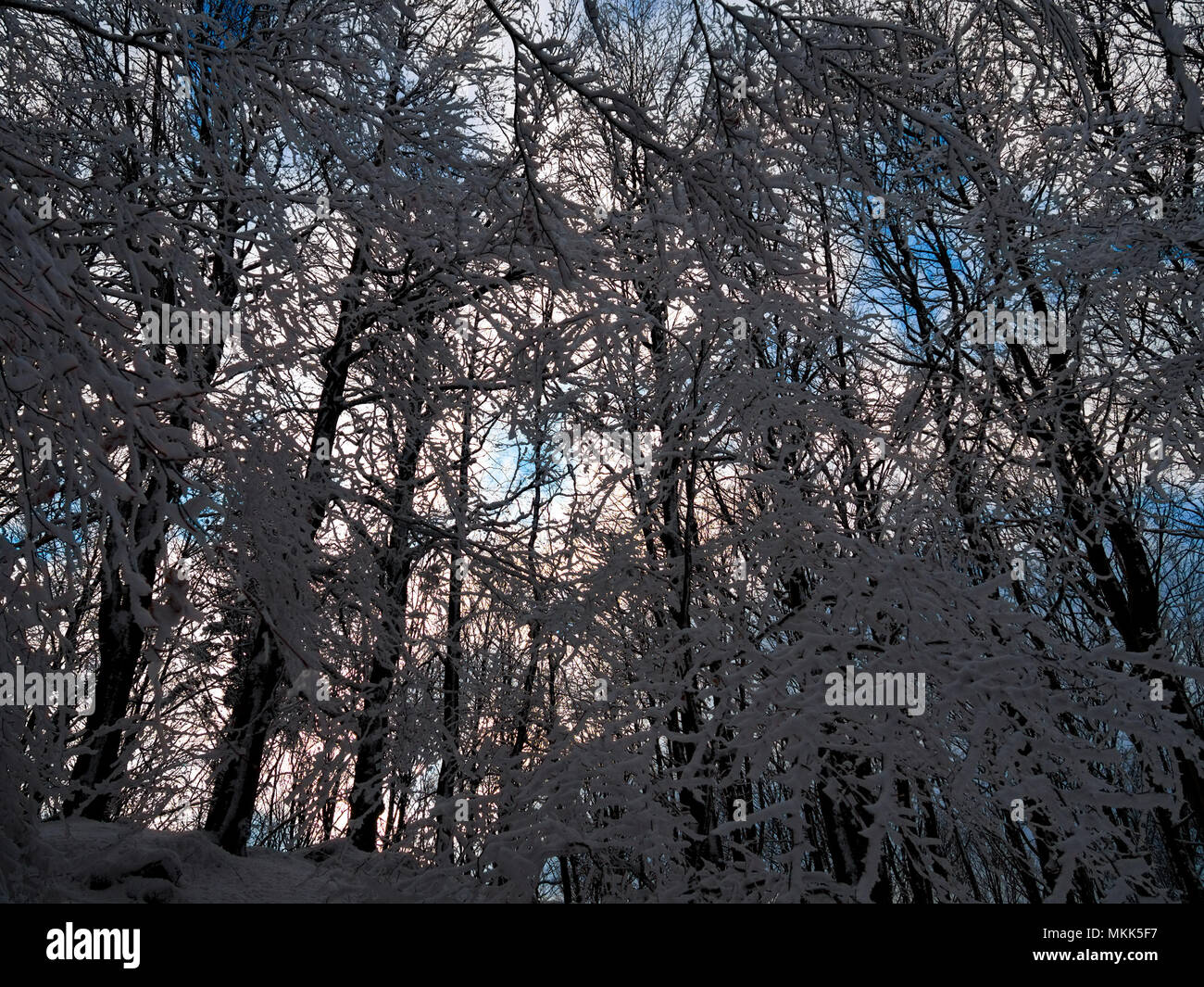 Trees in forest covered with snow at sky background Stock Photo - Alamy