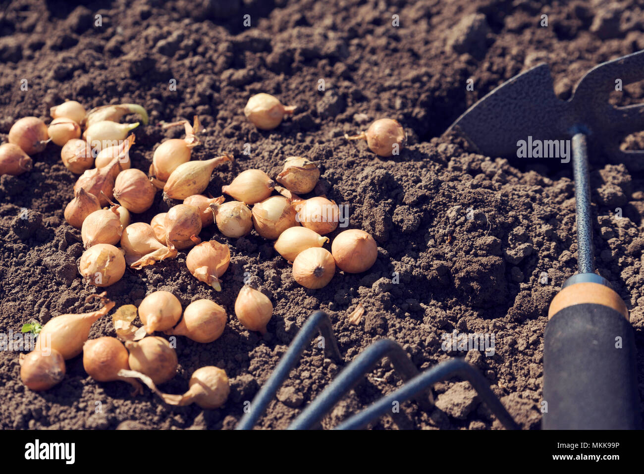Growing onion sets hi-res stock photography and images - Alamy