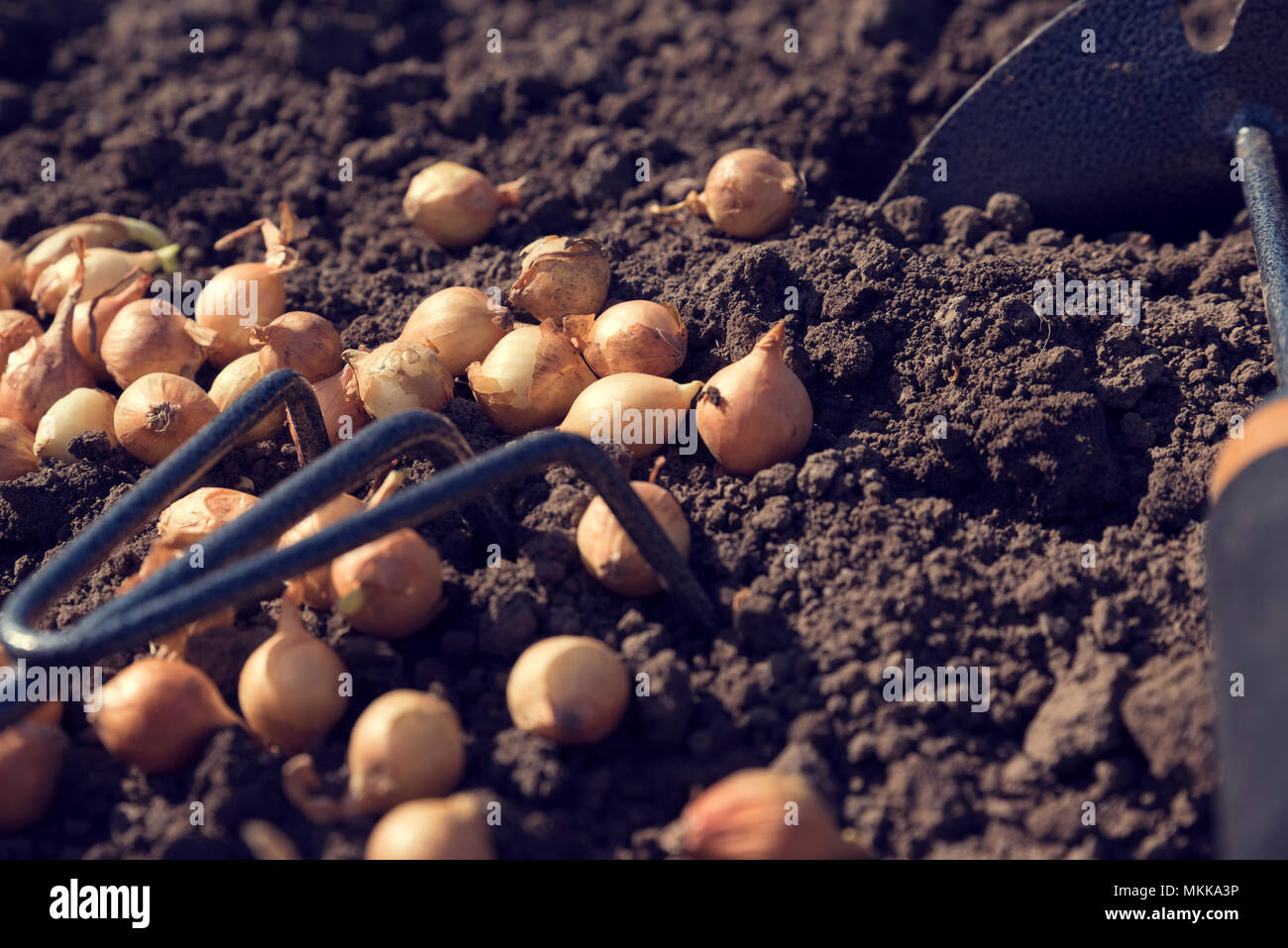 Onion Sets Stock Photos & Onion Sets Stock Images Alamy