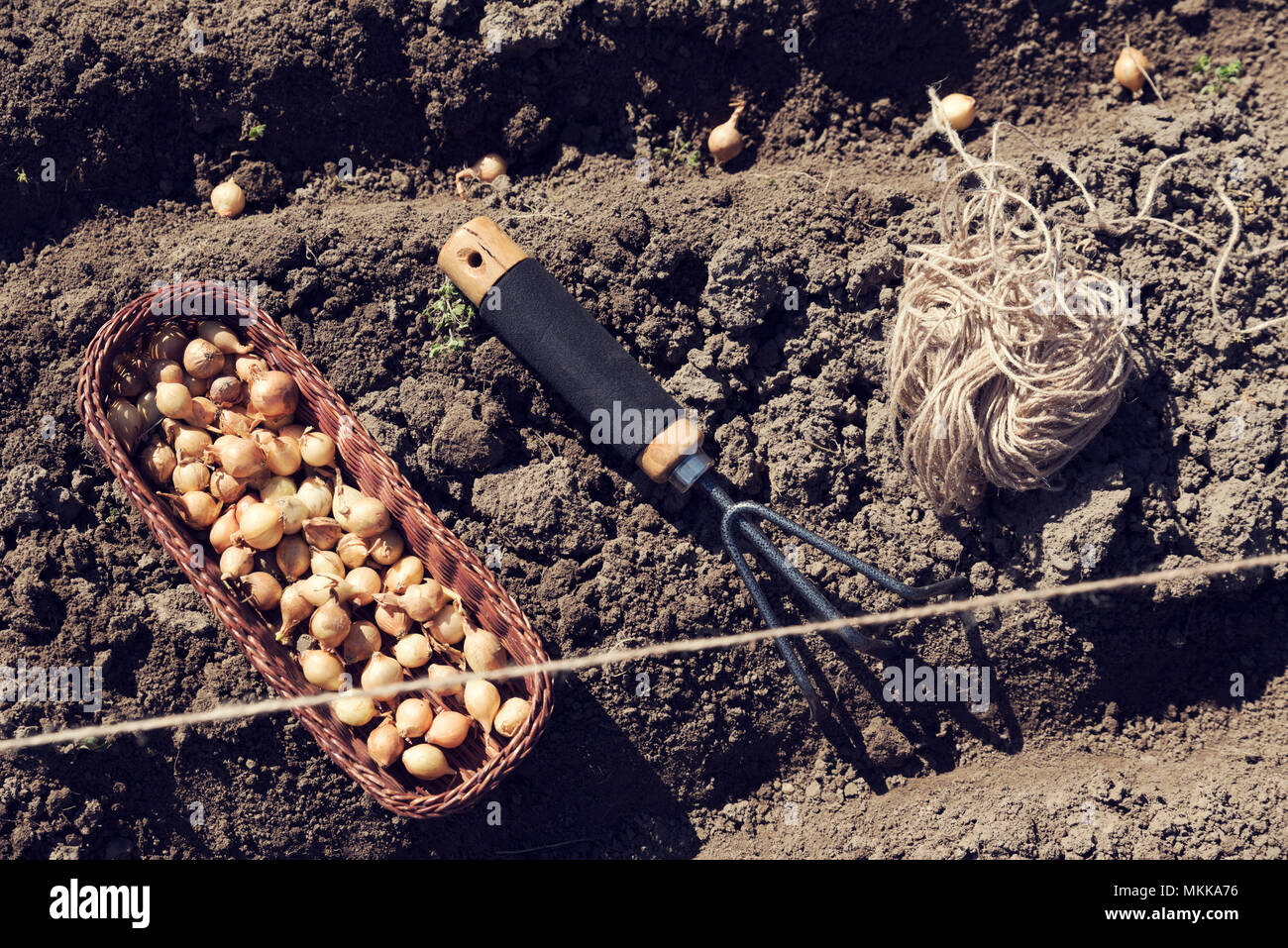Organic gardening of onion sets in furrows Stock Photo Alamy