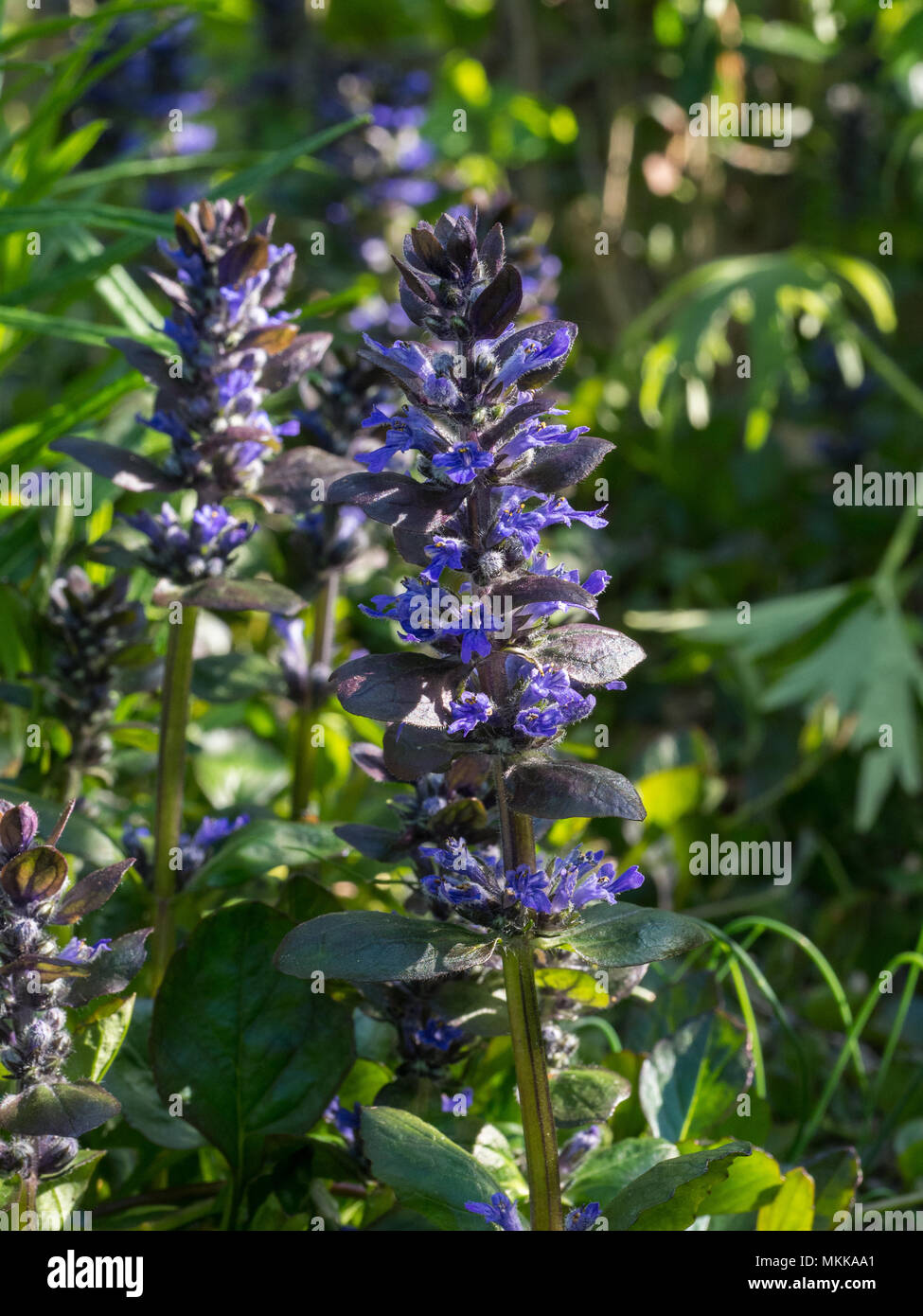 A single flower spike of Ajuga reptans Catlins Giant with other spikes in the background Stock Photo