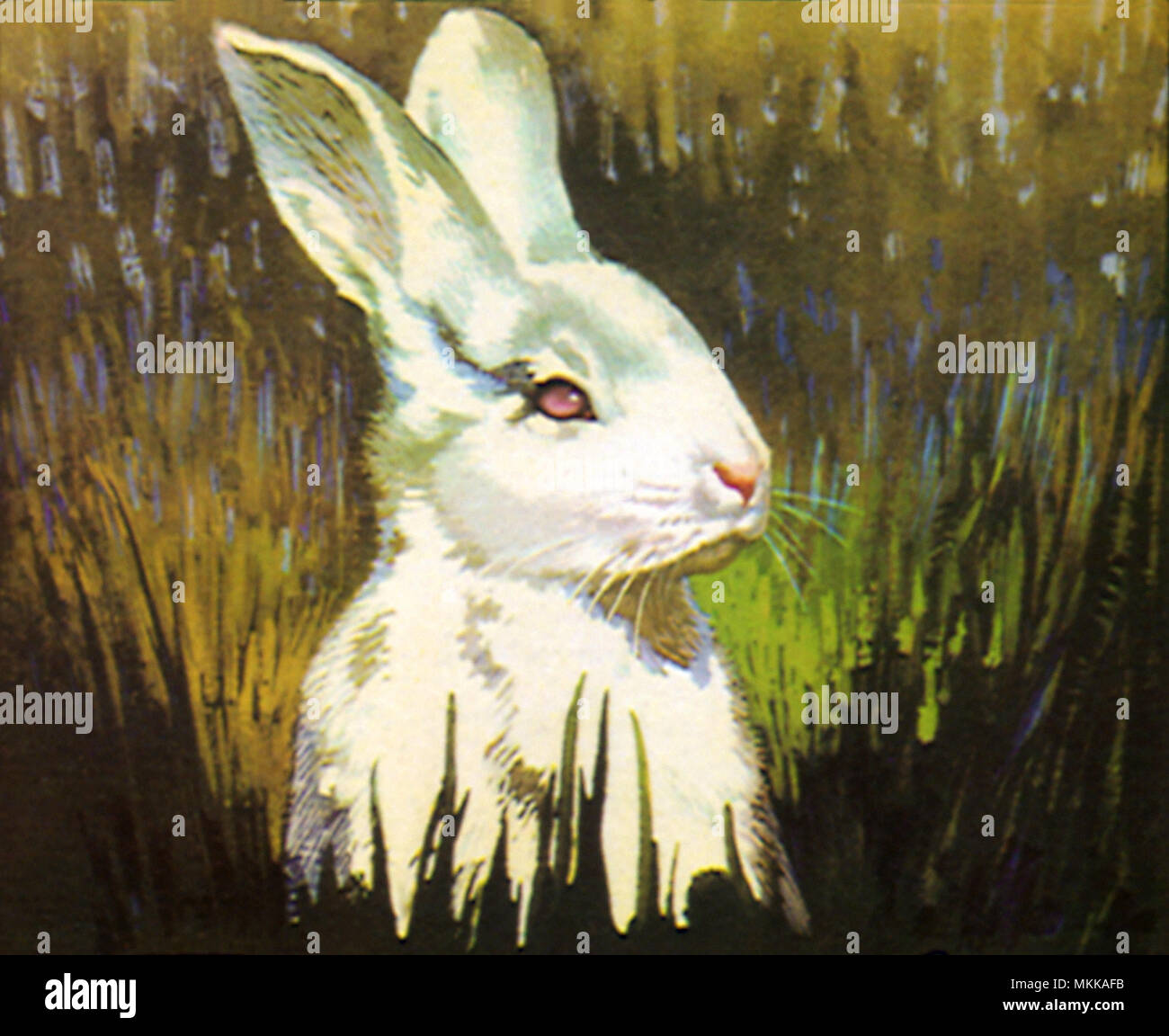 White Rabbit in Grass Stock Photo - Alamy