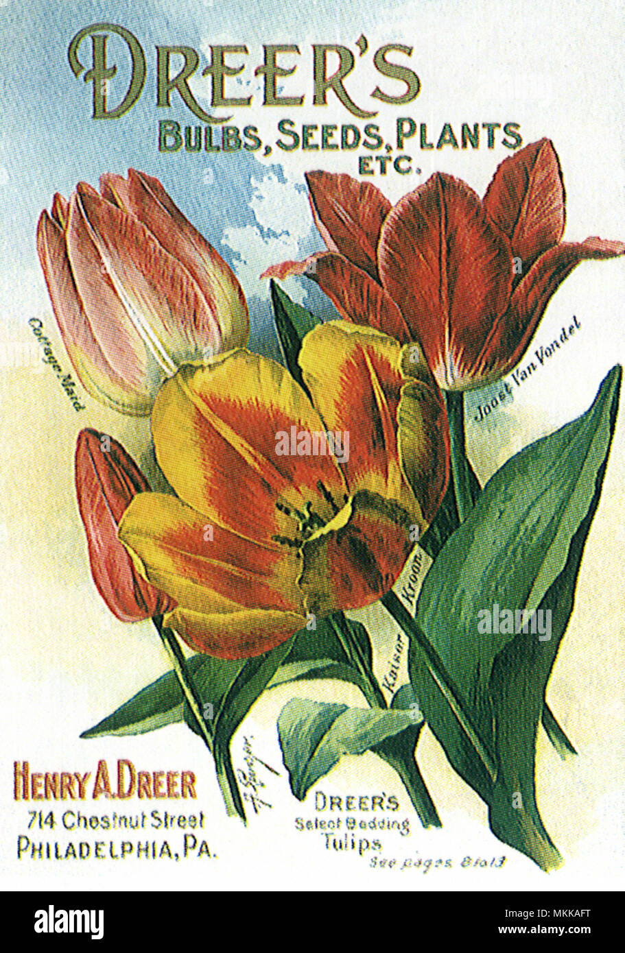 Tulip Seed Packet Stock Photo Alamy