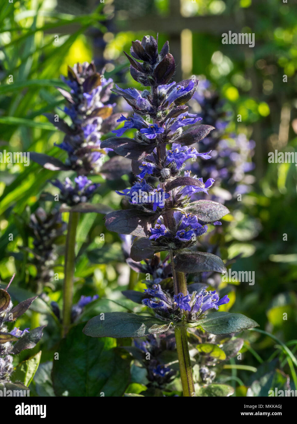 A single flower spike of Ajuga reptans Catlins Giant with other spikes in the background Stock Photo