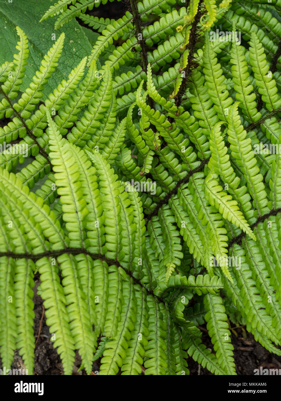 Close up of the fresh new spring foliage on the fern Dryopteris wallichiana Stock Photo