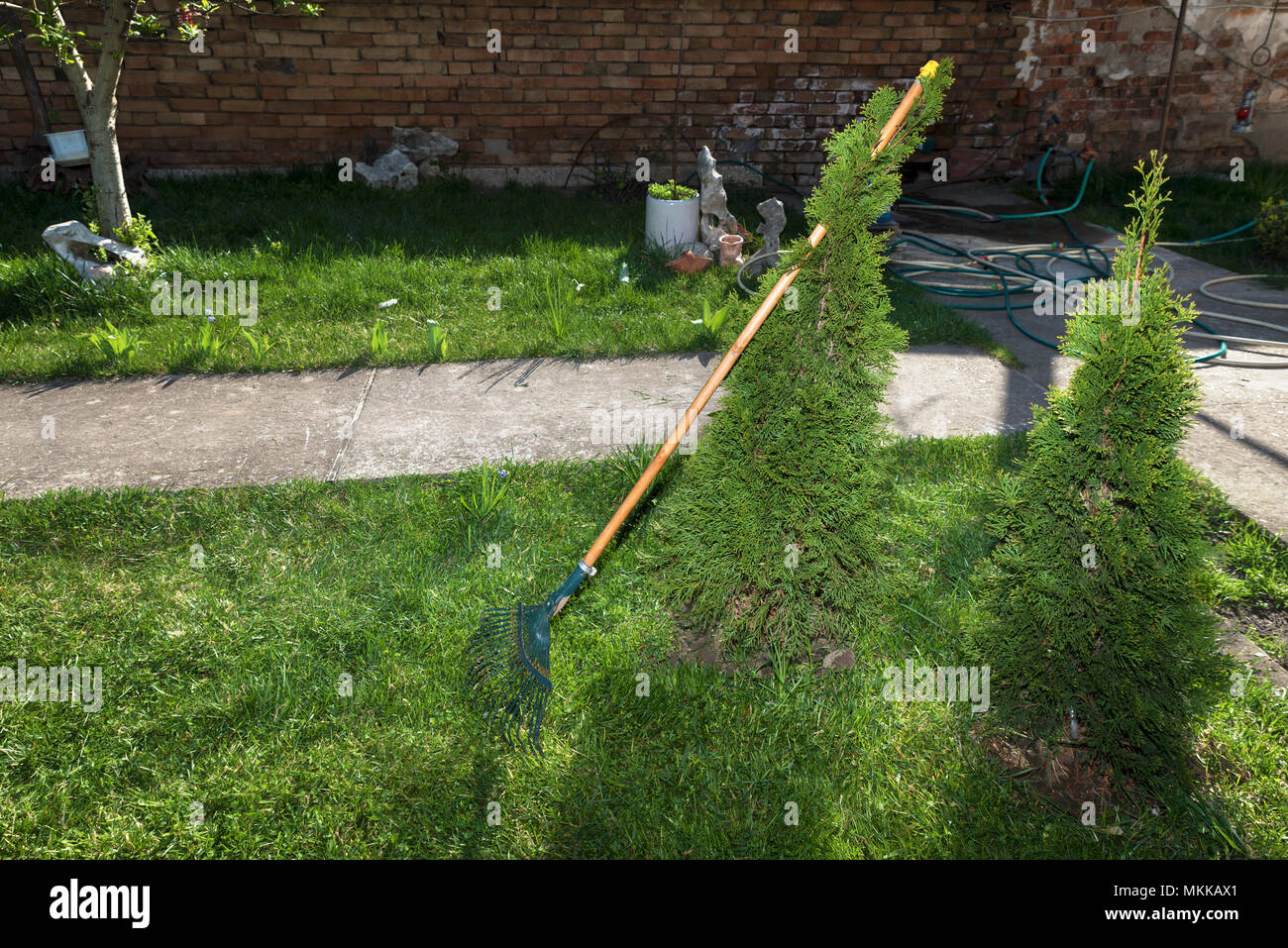 Rake and two thujas in a yard Stock Photo