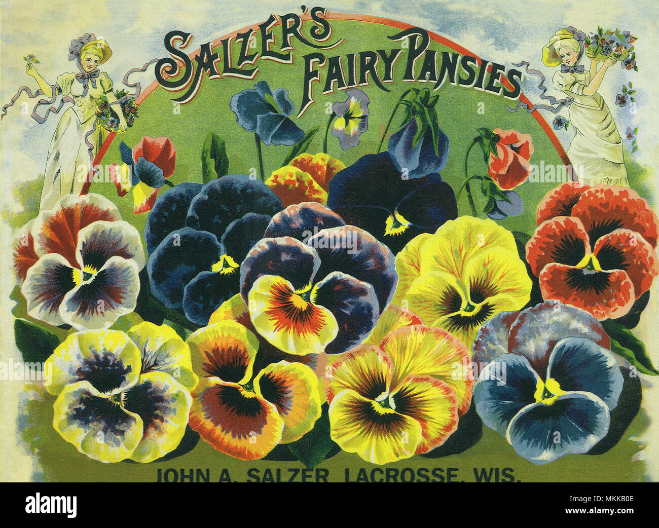 Pansy Seed Packet Stock Photo Alamy