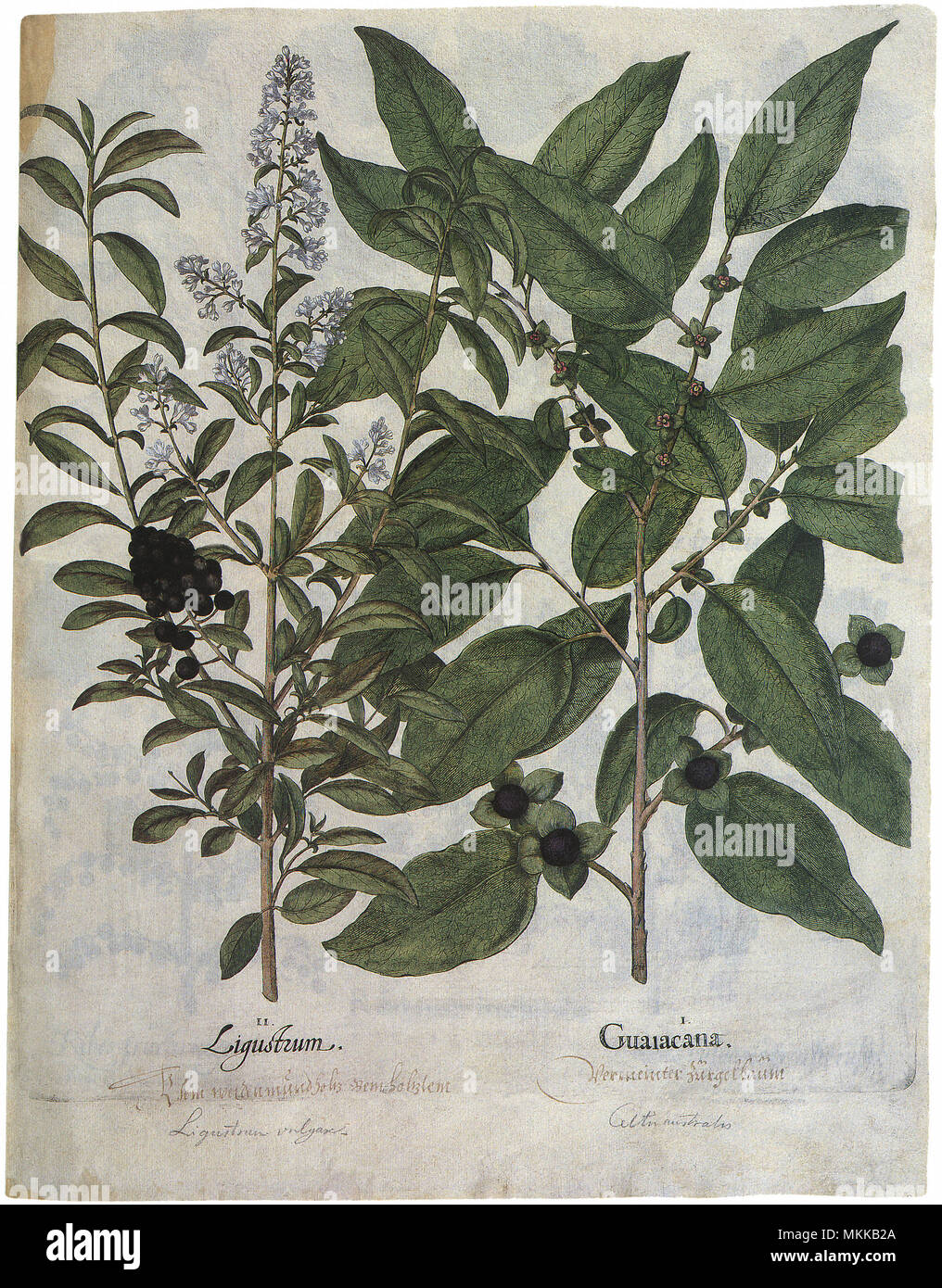 Botanical Plants Stock Photo
