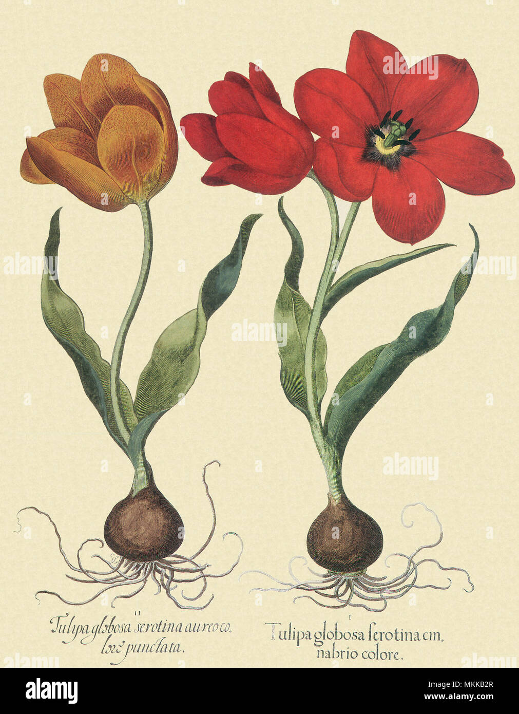 Tulip Botanicals Stock Photo