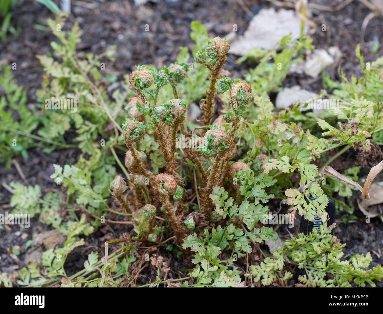 THe new spring growth on the fern Dryopteris dilatata Lepidota Cristata Stock Photo
