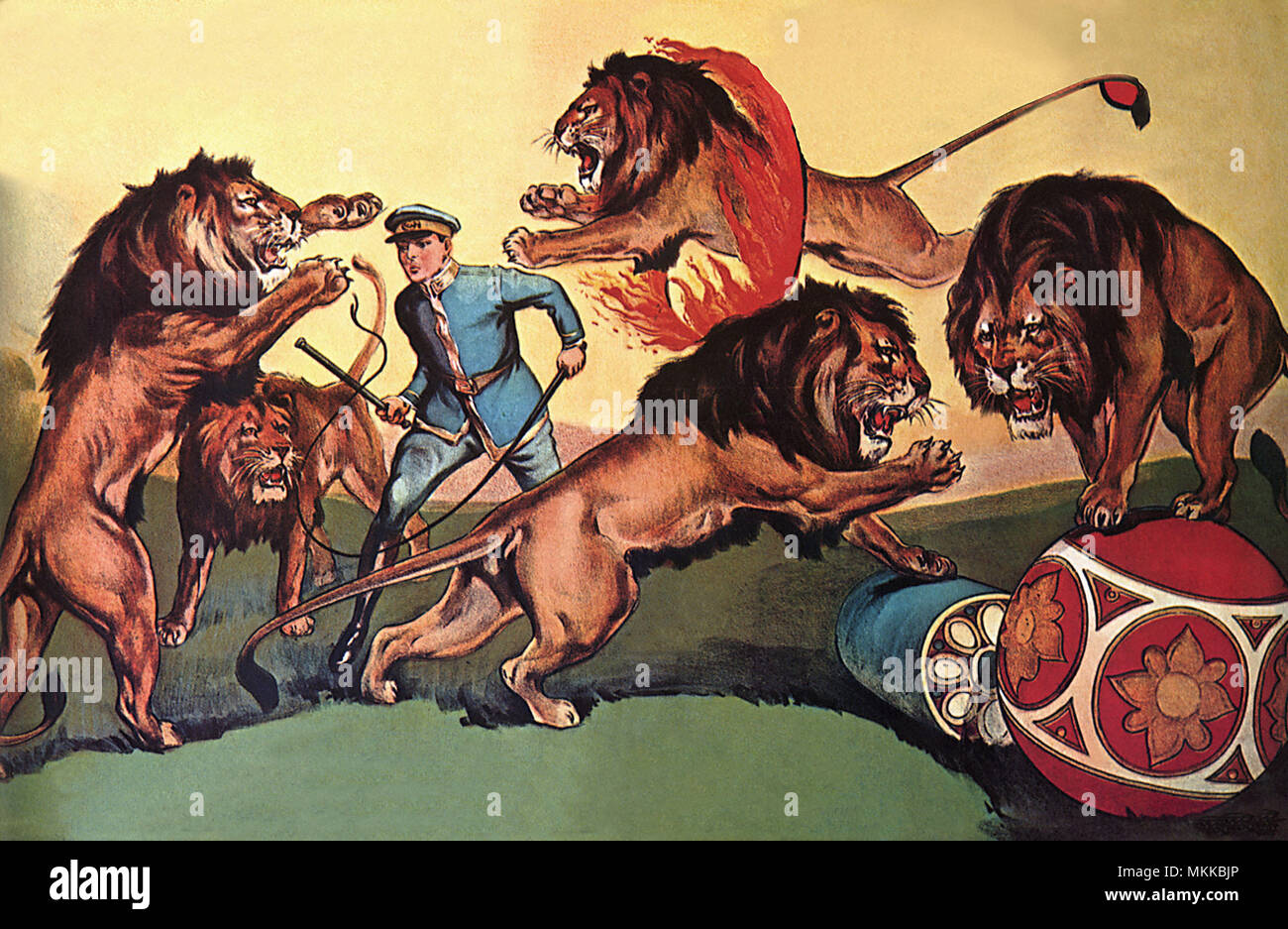 Circus Lions in Action Stock Photo Alamy