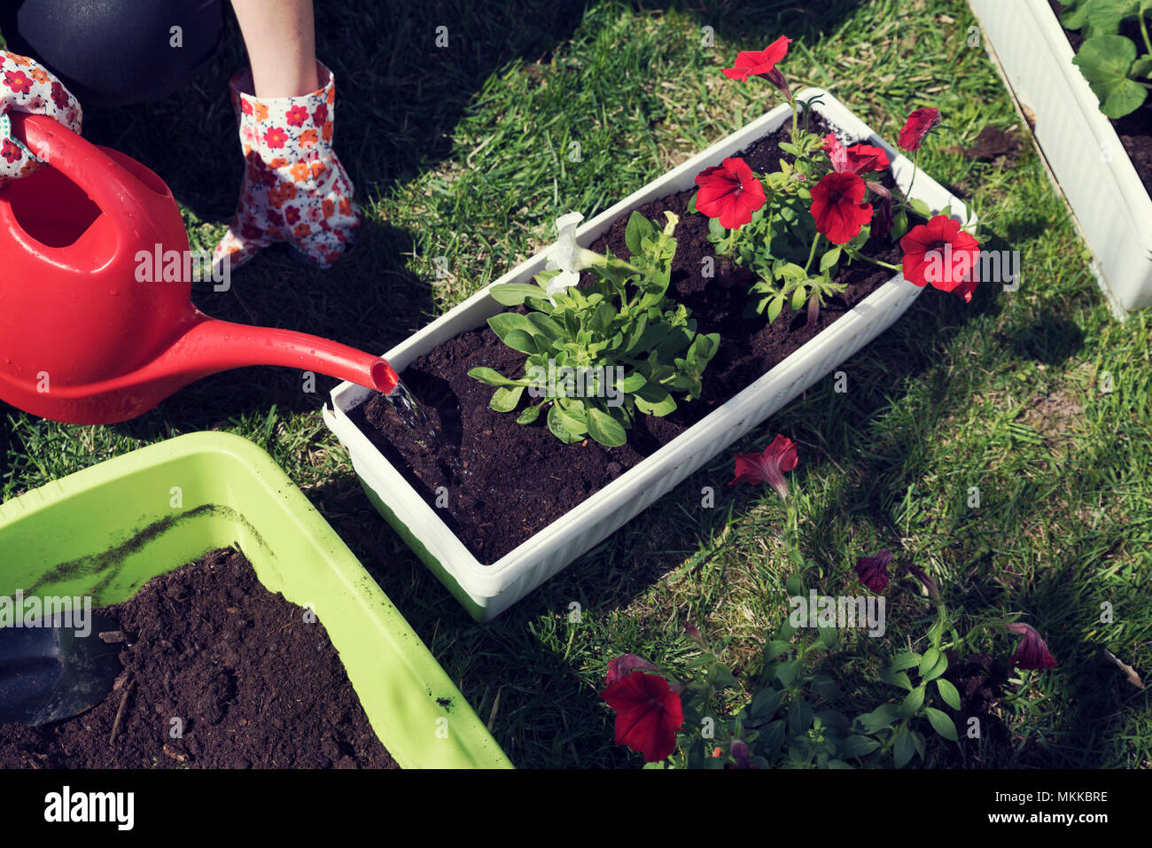 Watering planted white and red ipomeas Stock Photo