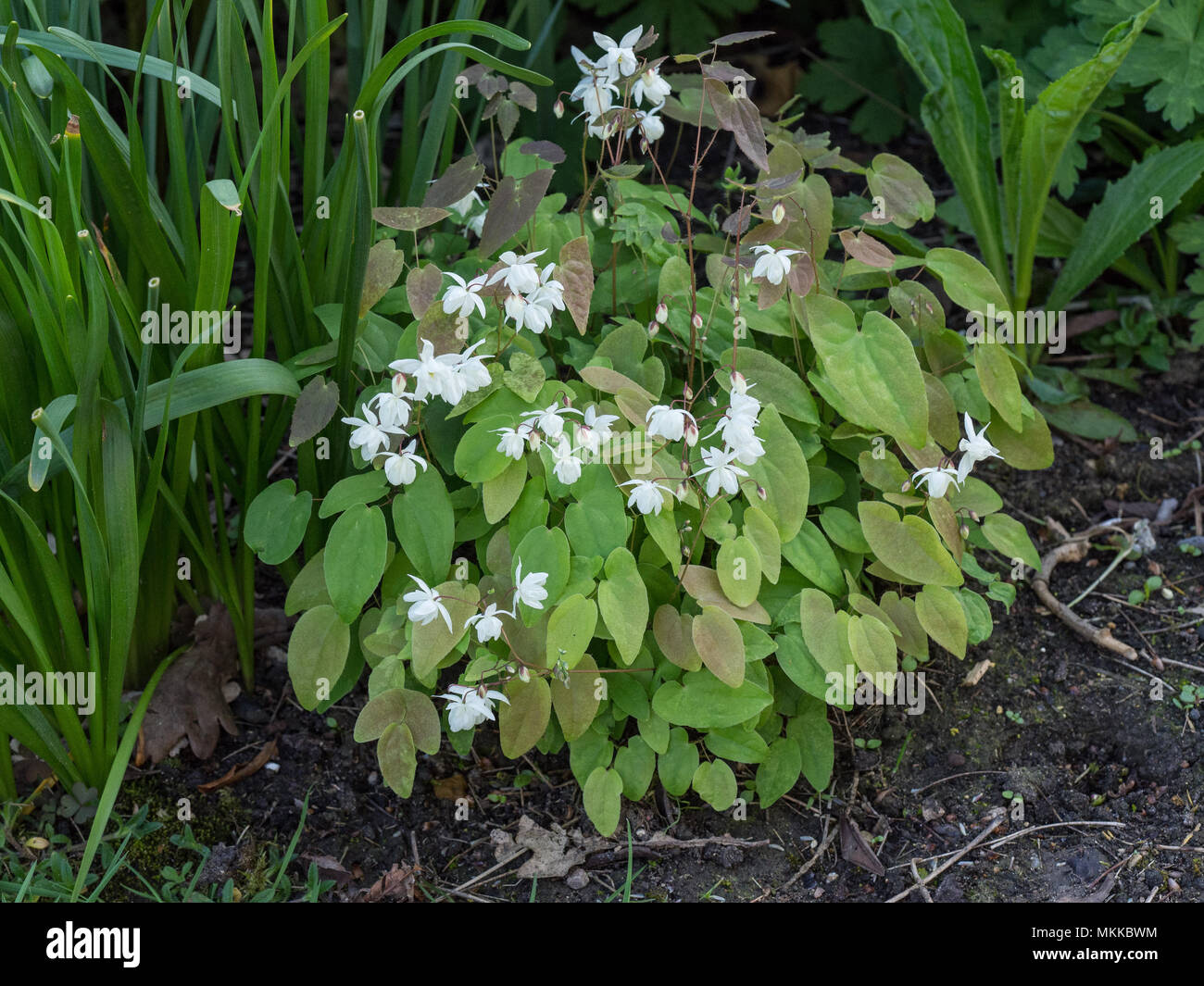 A plant of Epimedium x youngianum Niveum in flower at the front of a border Stock Photo