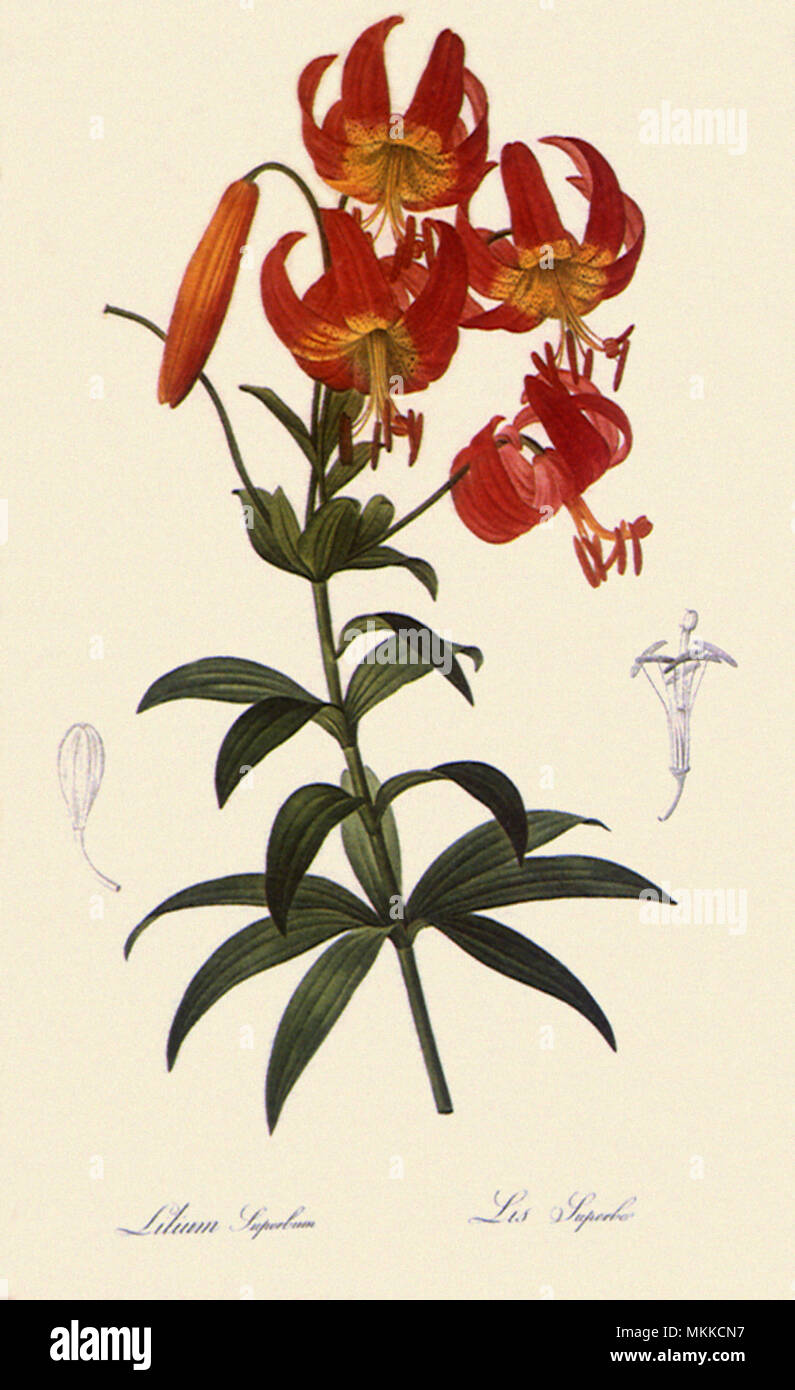Superb Lily, Lilium superbum Stock Photo