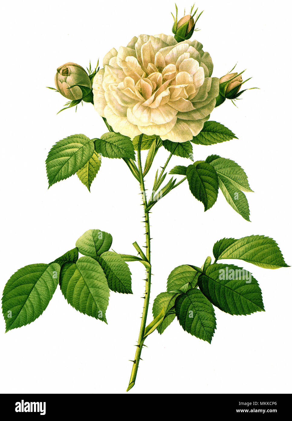 Regalices Rosa Rosa alba regalis hi-res stock photography and images - Alamy