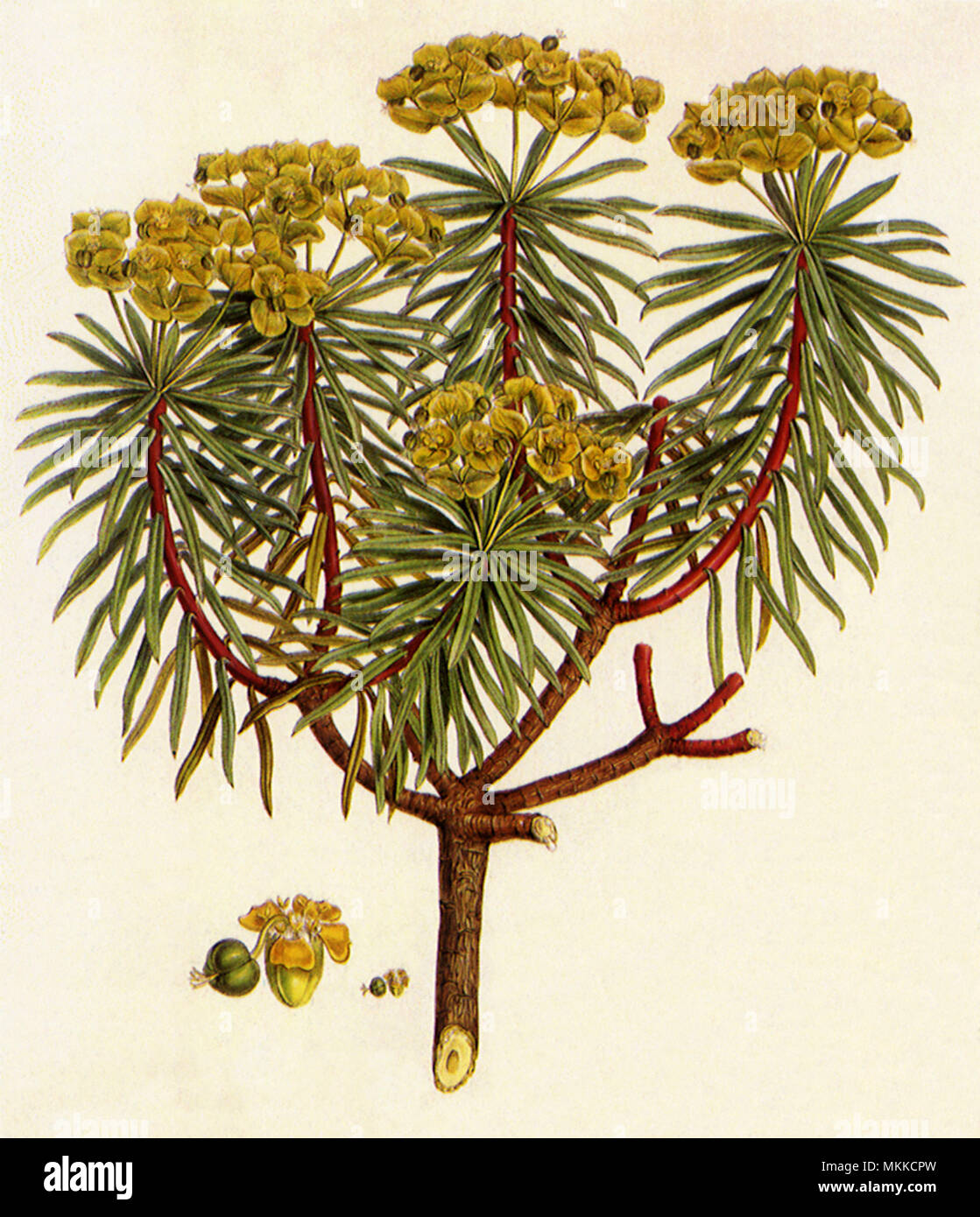 Spurge, Euphorbia dendroides Stock Photo