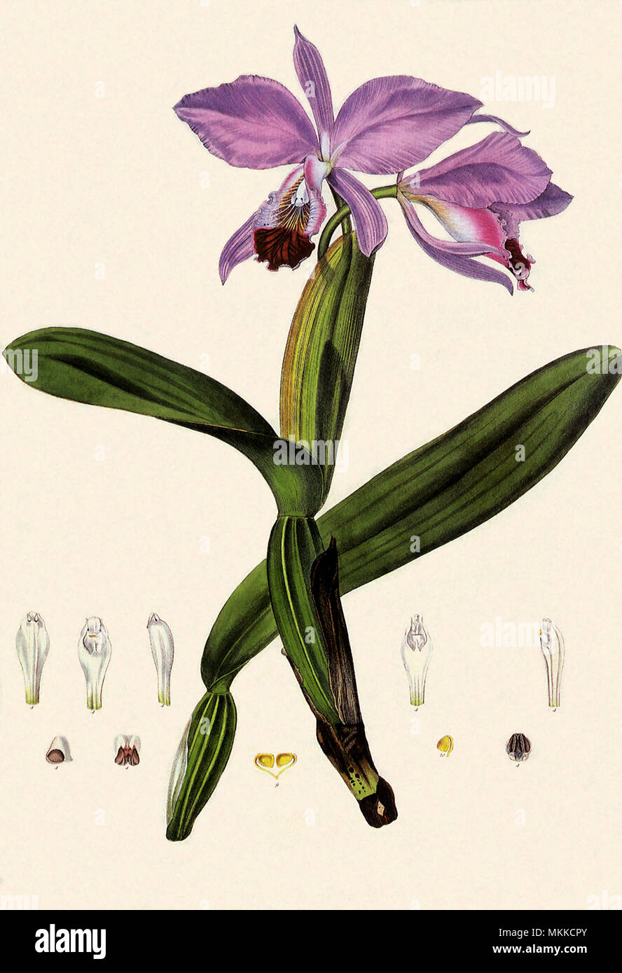 Orchid, Cattleya labiata Stock Photo