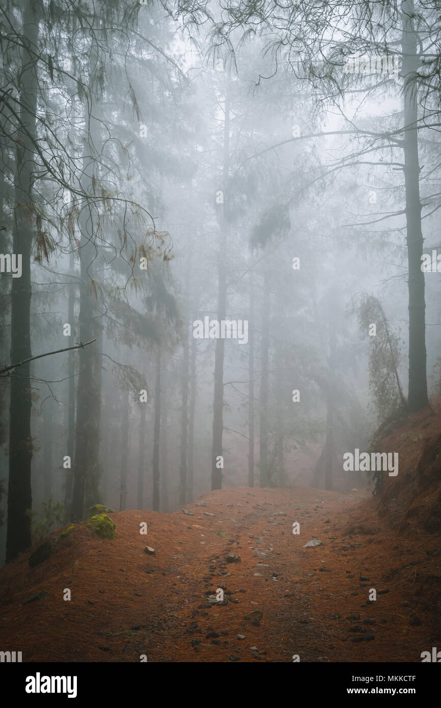 Road in a mysterious foggy pine forest. Rainy and misty weather near