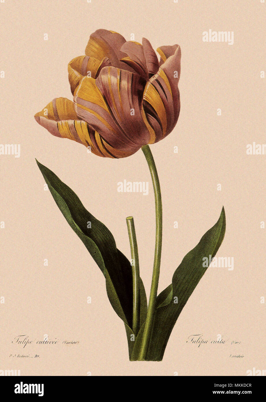 Tulipa gesneriana Stock Photo