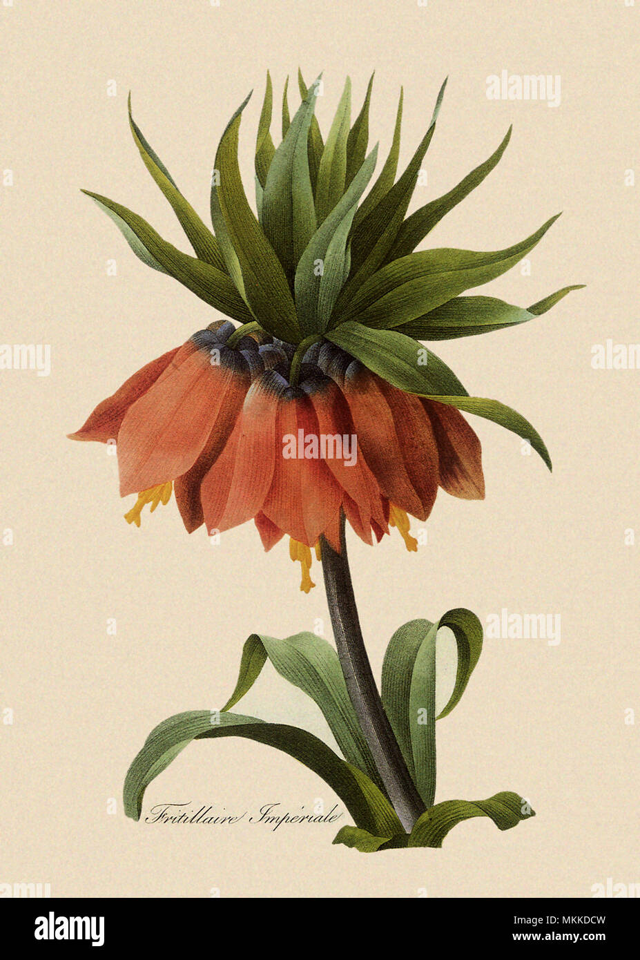 Crown Imperial Stock Photo