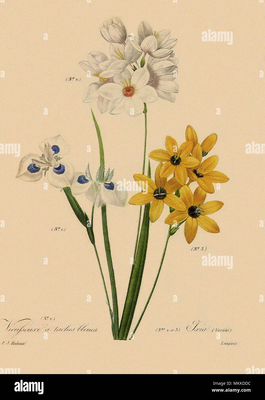 Moraea tricuspidata, Ixia maculata, Ixia polystachya Stock Photo